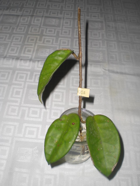 klz1371024613u.JPG