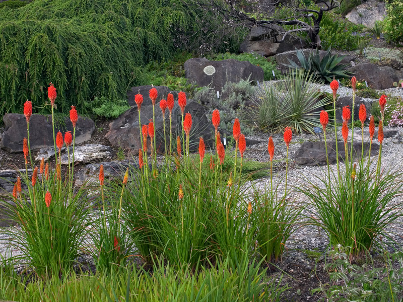 kniphofia_nelsonii.jpg