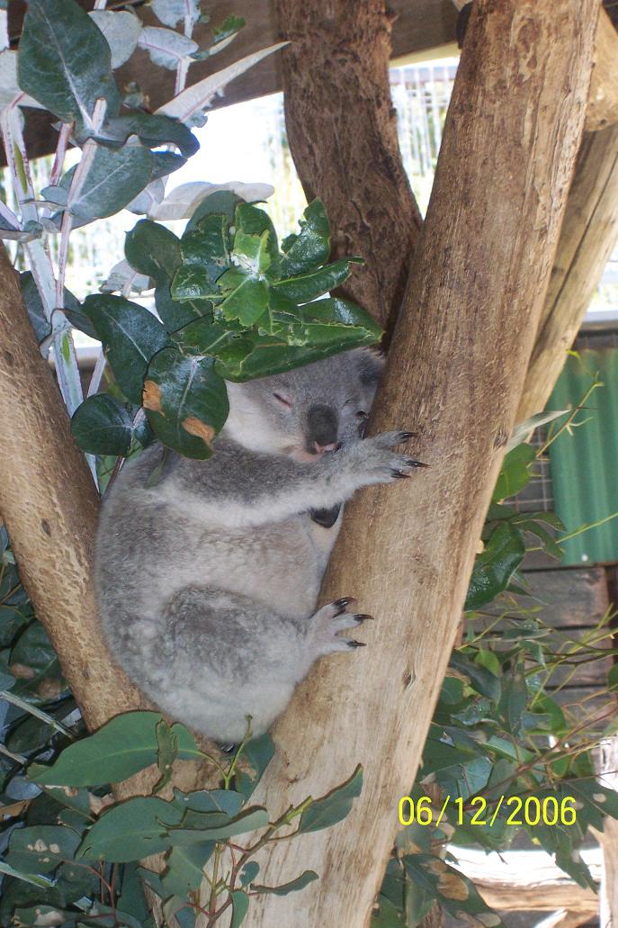 Koala.JPG