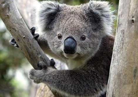 koala0.jpg