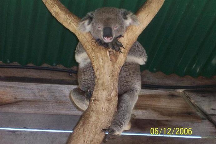 koala1.JPG