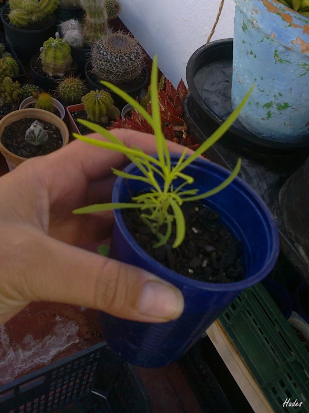 KOCHIA+SCOPARIA.jpg