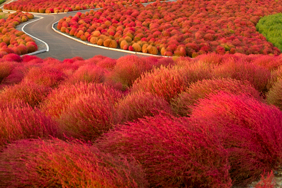 Kochia-trichophylla-Burning-Bush2z.jpg