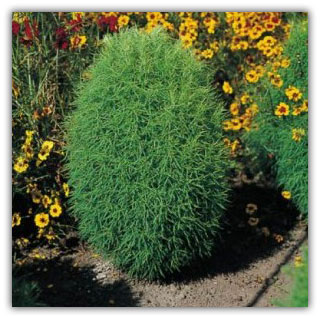 kochia-tricophylla-big.jpg
