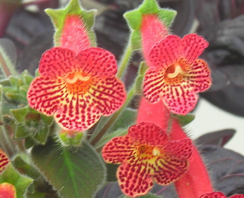 kohleria.jpg