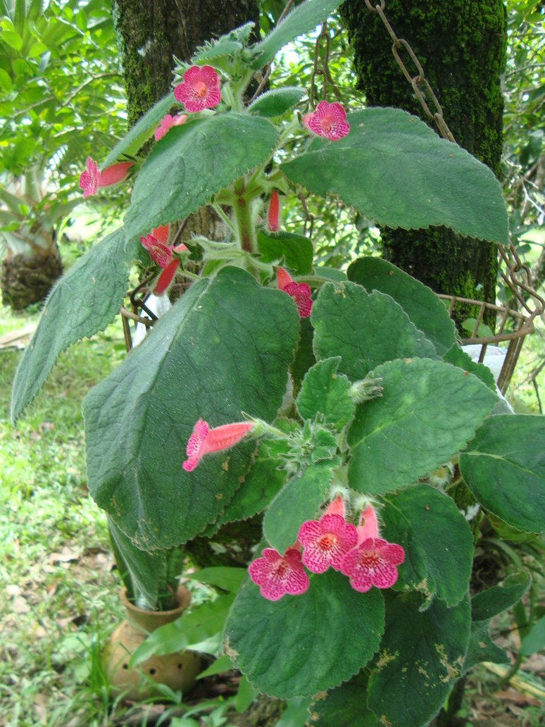 kohleria1_by_cerezoinwonderland-d47hhkr.jpg