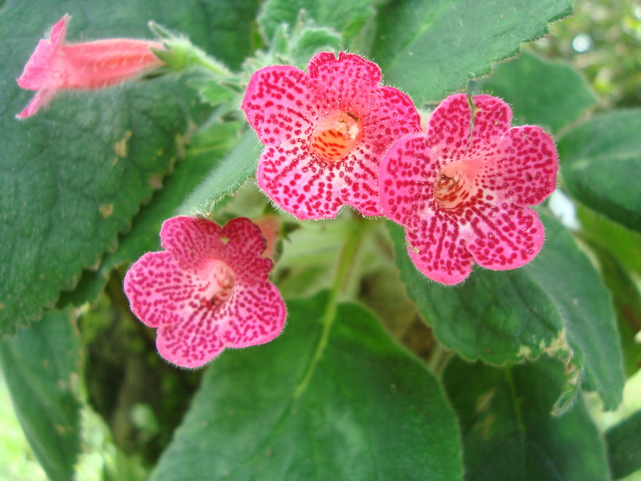 kohleria_by_cerezoinwonderland-d47hduh.jpg