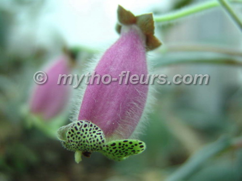 kohleria_digitaliflora.JPG
