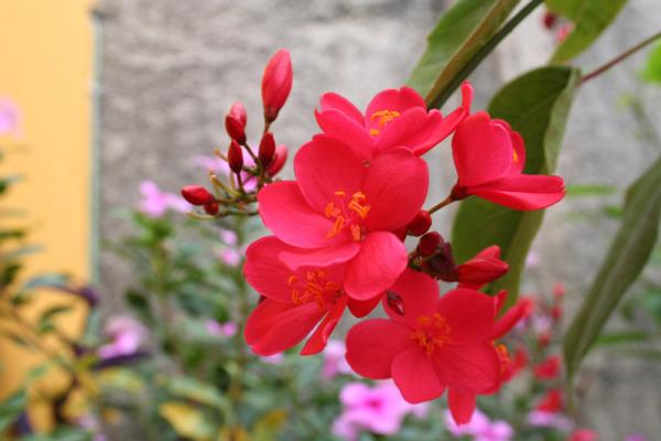 korallenpflanze_jatropha-integerrima-3~max600x450@75.jpg