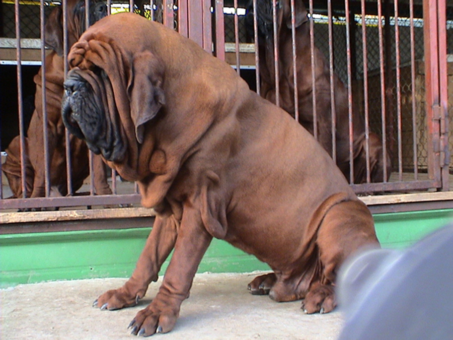 korean_mastiff_dosa_dogs_puppies_breeders_kennels47.jpg