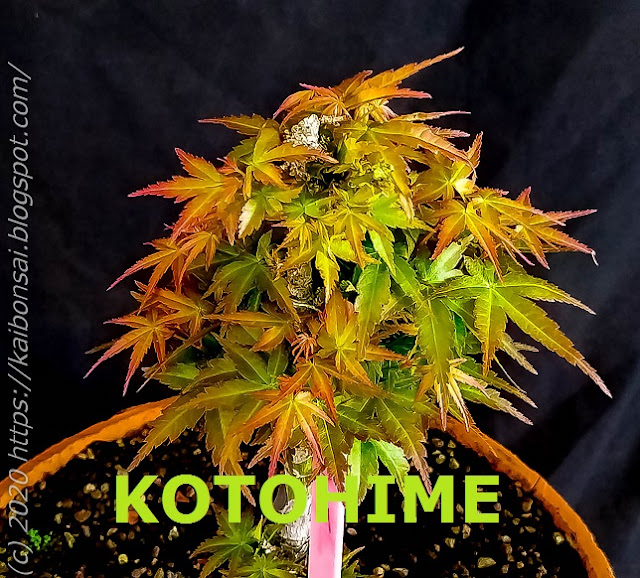 KOTOHIME.jpg