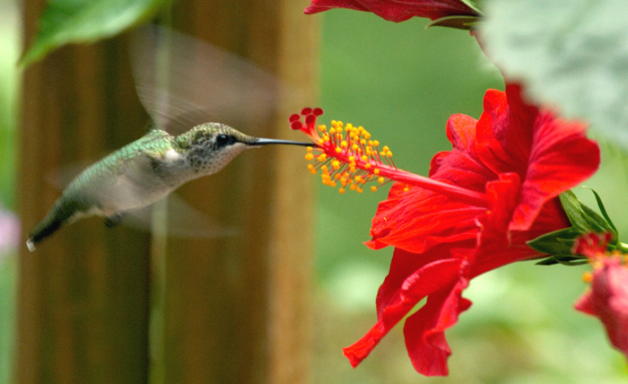 kristenhibhummingbird1.jpg