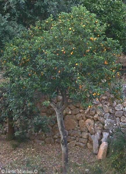 kumquat1.jpg