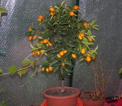 kumquat2006.JPG
