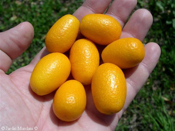 kumquat7.jpg