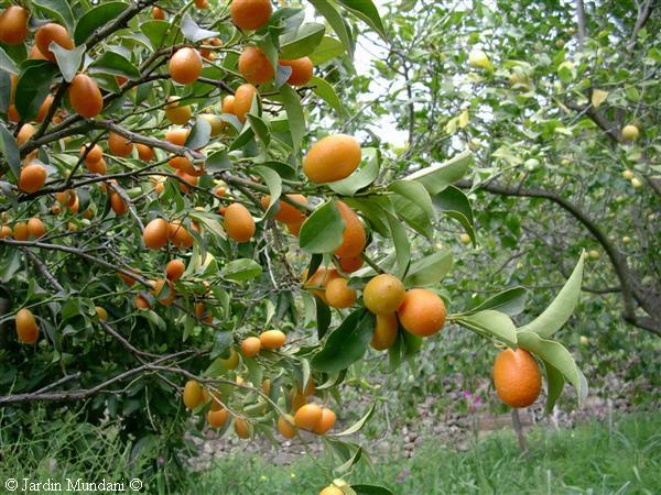kumquat8.jpg