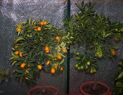 kumquats%20nuevos.JPG