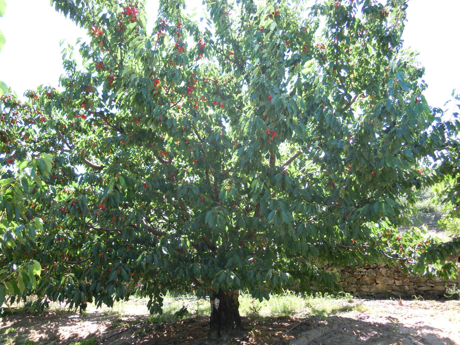 l4434l.jpg