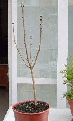l_detall%20general%20de%20Syringa%20el%20d%EDa%20de%20la%20compra%2015%2003%2004%20a%20Jardiland.jpg
