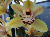 la%20cimbidium.jpg