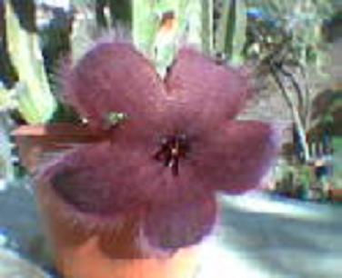 la%20mosca%20y%20la%20stapelia.JPG