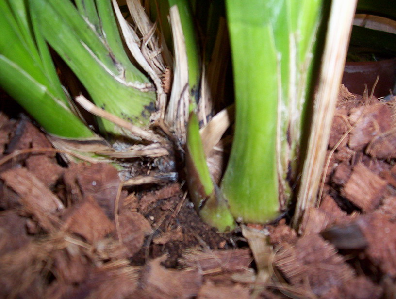 La%20vara%20de%20mi%20Cimbidium.jpg