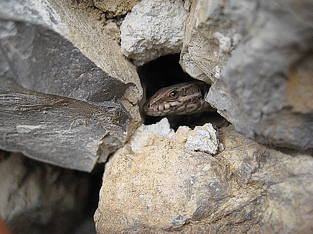 La%2520cotilla.jpg