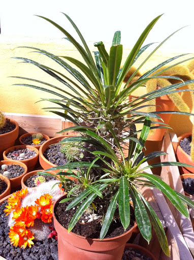 la%252520foto.JPG