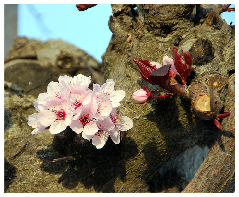 La%2Bflor%2Bdel%2Bciruelo.jpg