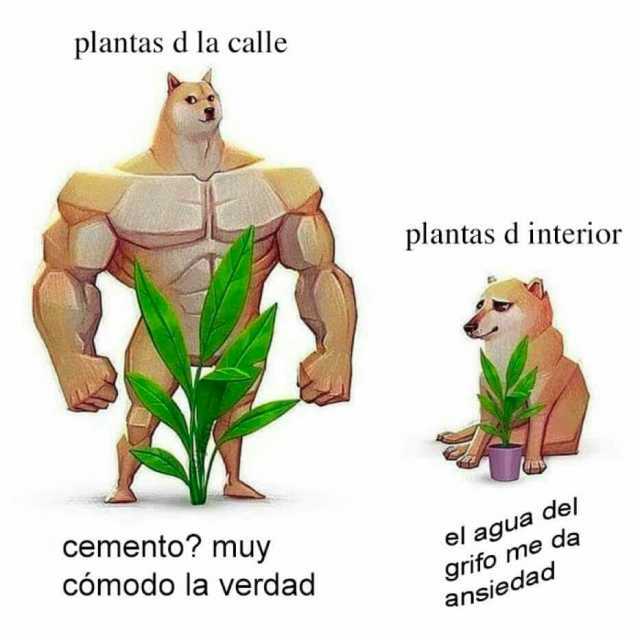 -la-calle-plantas-d-interior-cemento-muy-el-agua-del-grifo-me-da-comodo-la-verdad-ansiedaa-xpb9h.jpg