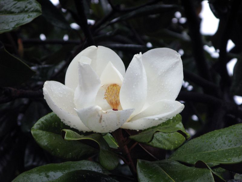 La-magnolia-grandiflora-2.jpg