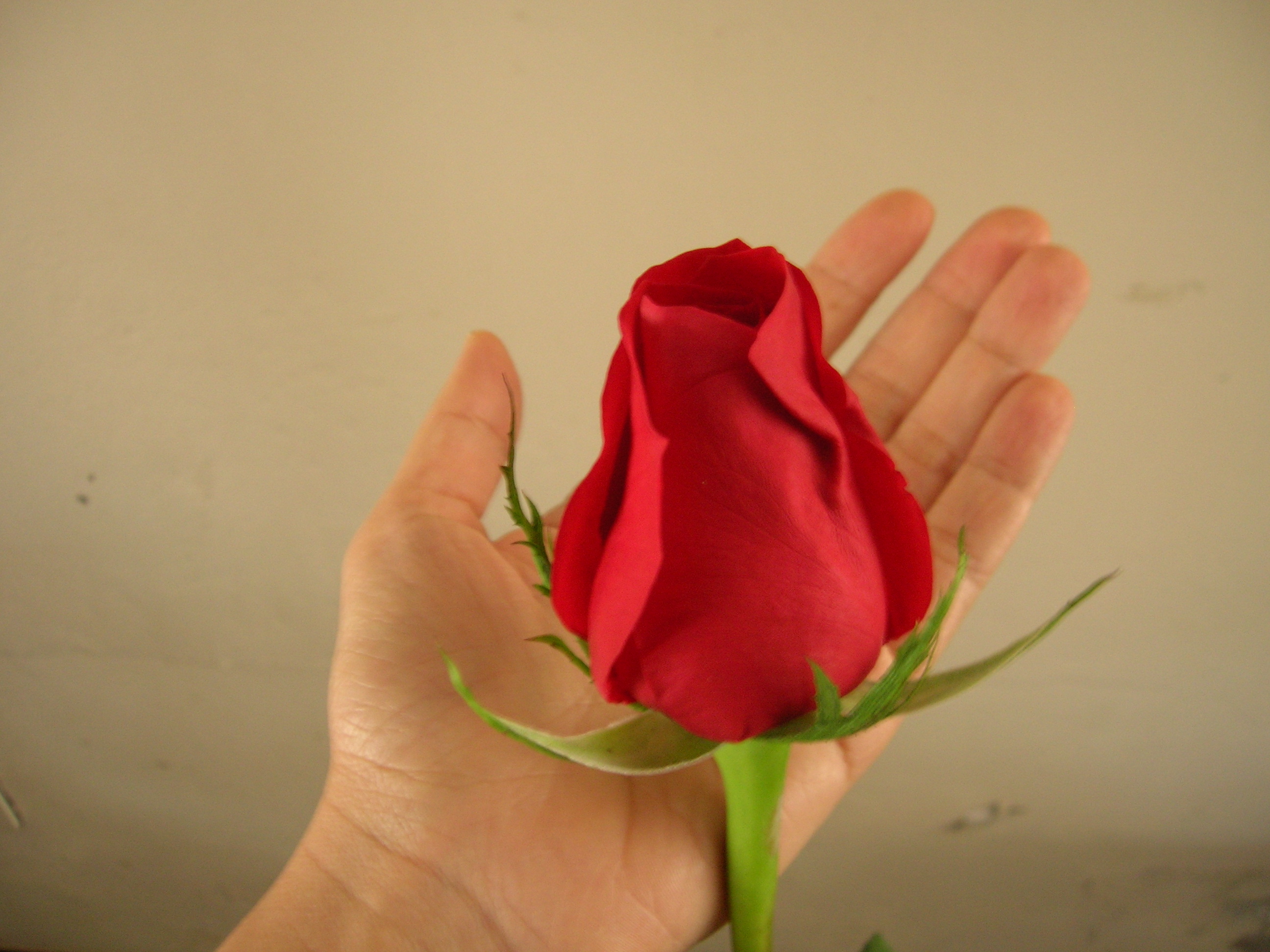 la-mano-y-la-rosa.jpg