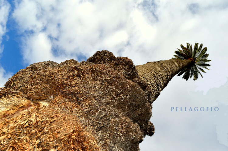 la-palmera-canaria-mas-alta-2614-1-750x497.jpg
