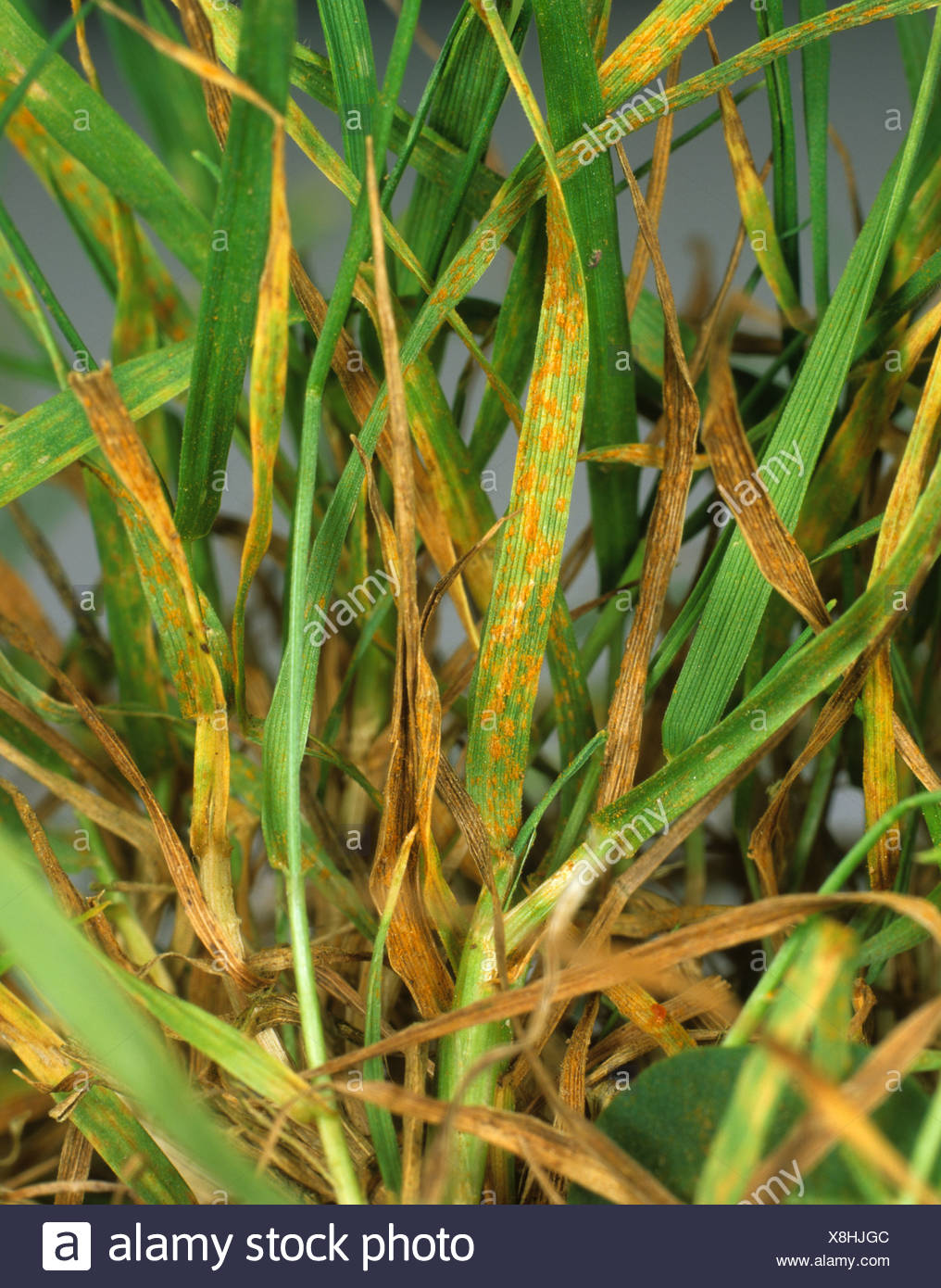 la-roya-puccinia-poarum-infeccion-sobre-cesped-meadow-grass-poa-sp-x8hjgc.jpg