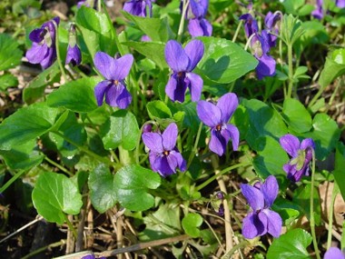 la-Violeta-01.jpg