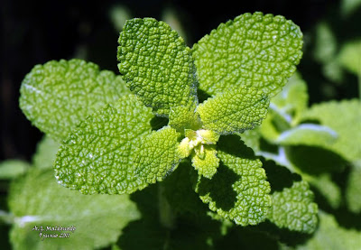 Labiatae_Mentha+suaveolens+V+Benaudalla+065_125+copia.jpg