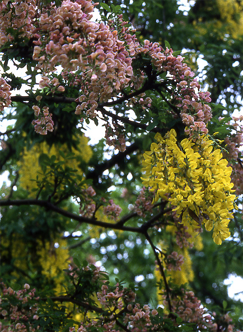 laburnocytisus.jpg