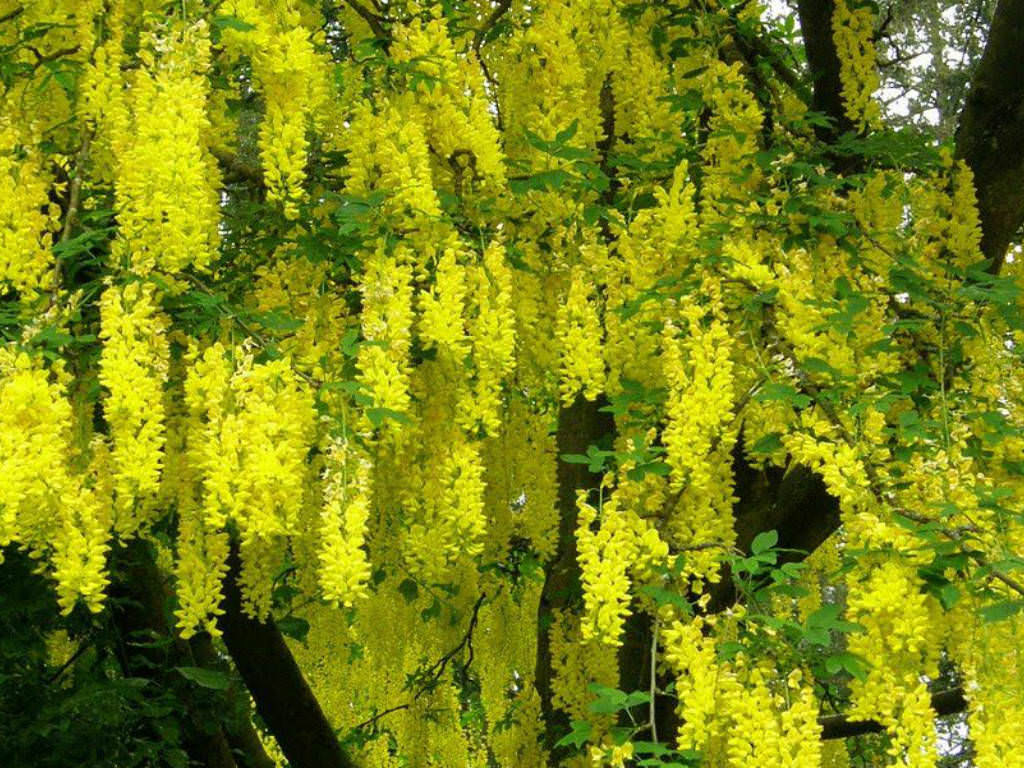 Laburnum-anagyroides-Golden-Chain-Tree4.jpg