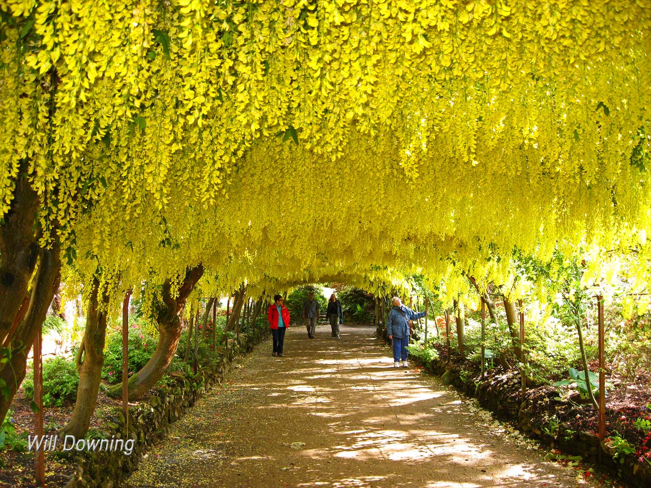 laburnum-arch-web.jpg