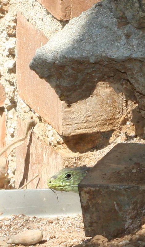 Lacerta%20viridis.jpg