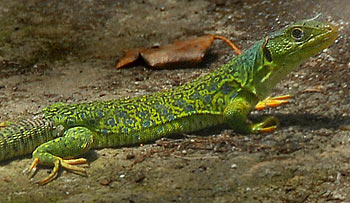 lacertalepida12.jpg