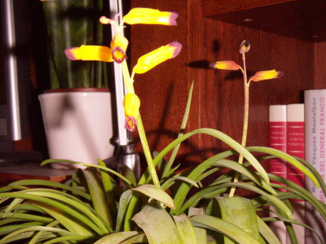 lachenalia0019vo1ef.jpg