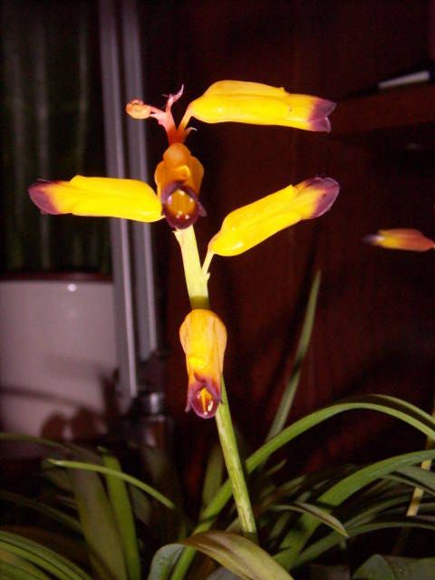 lachenalia0027ig.jpg