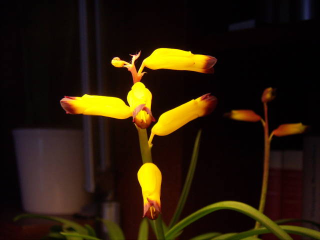 lachenalia0045qr.jpg