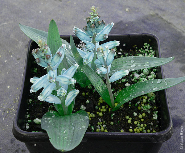 Lachenalia_viridiflora880_sah.jpg