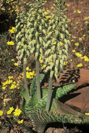 Lachenalia_zebrina_big.jpg