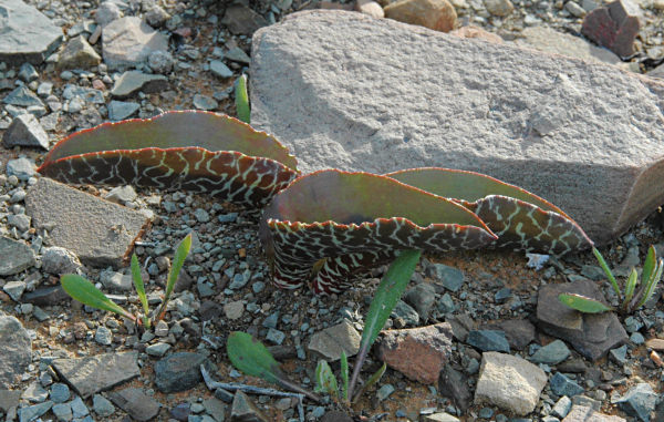 Lachenalia_zebrina_Middel_br.jpg