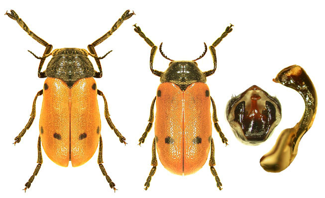 Lachnaia%20pubescens.jpg