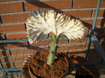 lactea.jpg