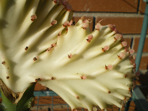 lactea2.jpg